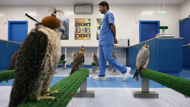 Suasana di rumah sakit elang di Abu Dhabi, Uni Emirat Arab. Foto: REUTERS/Christopher Pike