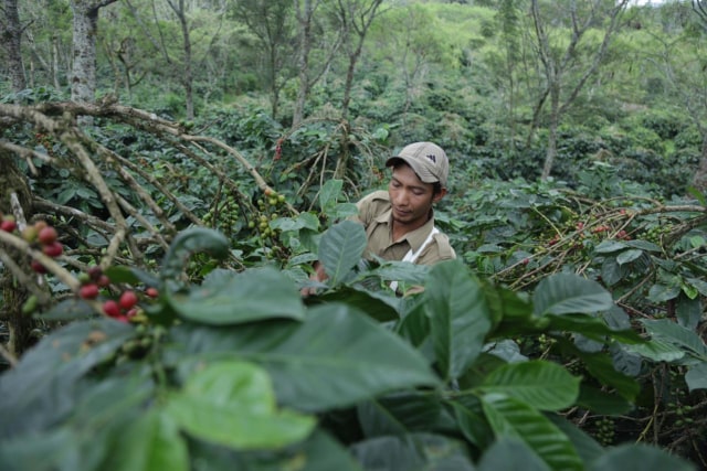 Kebun kopi di Bener Meriah, potensi dikembangkan sebagai agrowisata. Foto: Suparta/acehkini