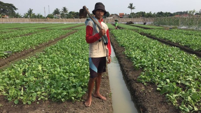 Petani yang bekerja di lahan pertanian milik Bagas Supratman di Teluk Naga, Tangerang. Foto: Abdul Latif / Kumparan