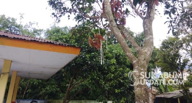 Pohon mangga tempat pelajar SMP gantung diri di halaman sekolah PAUD, di Desa Benda, Kecamatan Cicurug, Kabupaten Sukabumi, Kamis (2/5/2019). | Sumber Foto:Rawin Soedaryanto