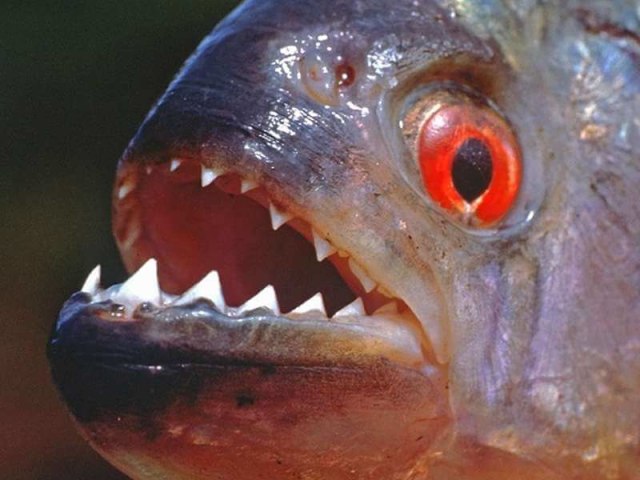 Ikan Piranha Makan Manusia? Benarkah?