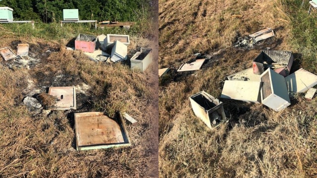Peternakan lebah di AS dibakar oleh orang tak dikenal. Foto: Brazoria County Beekeepers Association