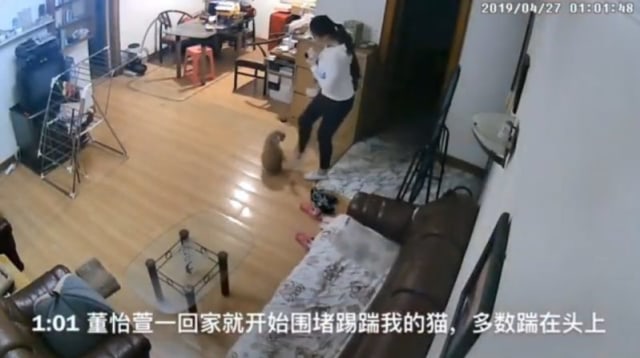 Kucing China 3.jpg