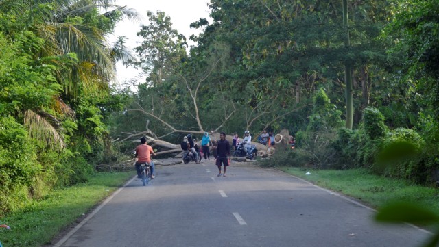 Pendukung caleg melakukan pemblokiran jalan dengan cara menebang pohon dan merubuhkannya. Foto: Muhammad Safirah/Info Dompu