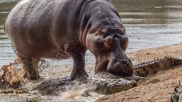 Kekurangan Tahi Kuda Nil, Kehidupan di Sekitar Danau ...
