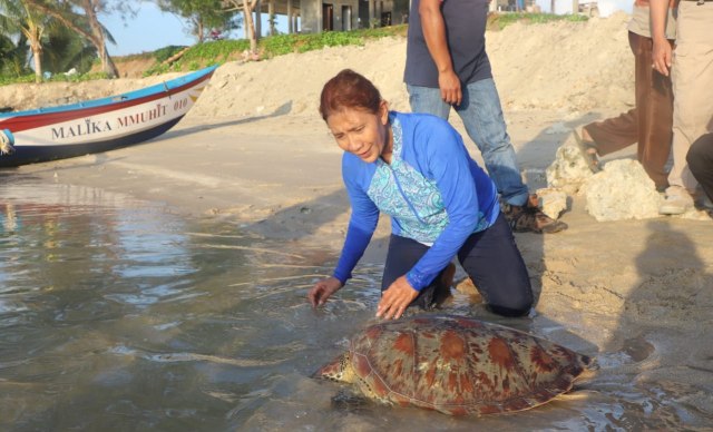 Menteri Kelautan dan Perikanan, Susi Pudjiastuti saat melepasliarkan penyu di Perairan Natuna, Kepulauan Riau. Foto: Dok. Kementrian Kelautan dan Perikanan