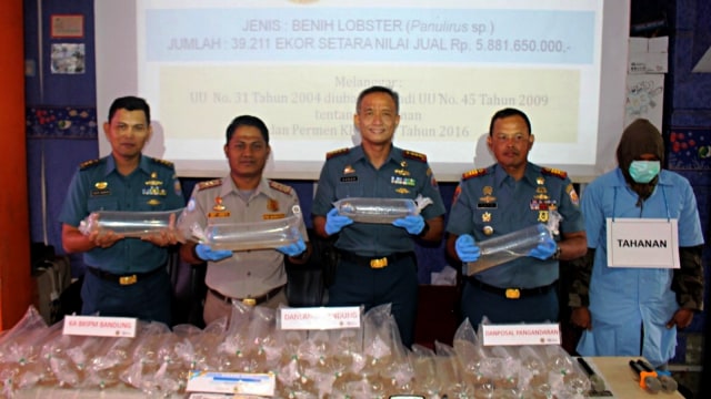 Konferensi Pers kasus penangkapan penyelundupan bayi Lobster di BKIMP Bandung, Jawa Barat. Foto: Dok. Dispen Koarmada I