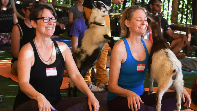 Suasana kelas yoga bersama kambing di Golden Road Pub, Los Angeles, California. Foto: AFP/MARK RALSTON