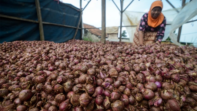 Petani mengeringkan bawang merah setelah dipanen. Foto: ANTARA FOTO/Raisan Al Farisi