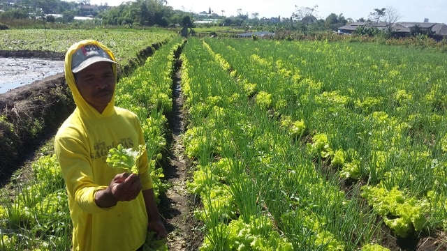 Kusdi, salah seorang petani di Kota Batu, menunjukan bawang prei yang gagal panen, rabu (8/5). (foto: Rezza Doa Lathanza/Tugu Malang).