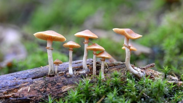 Ilustrasi Magic Mushroom. Foto: Shutter Stock