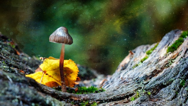 Ilustrasi Magic Mushroom. Foto: Shutter Stock