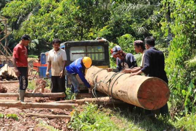 Molek dan kayu loging.jpg