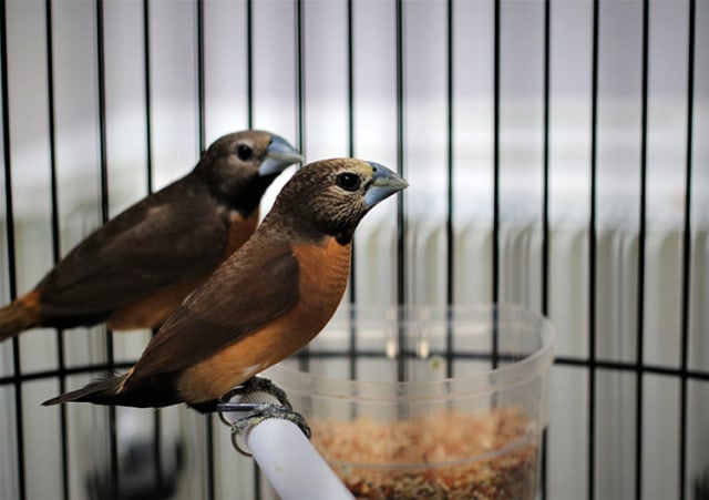 Mengintip Perjalanan Panjang Burung Finch Lokal Untuk Berkancah