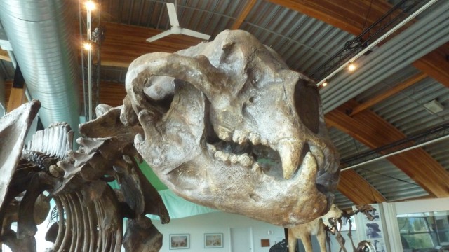 Ilustrasi fosil beruang. Foto: Matt Boulton via Wikimedia Commons (CC BY-SA 2.0)