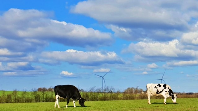 Sapi-sapi di peternakan organik mitra Arla Foods di Denmark Foto: Imesh