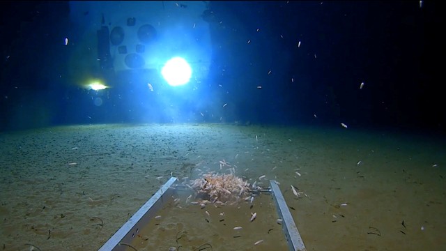 Sejumlah makhluk laut terekam dalam gambar, diterangi oleh cahaya kapal selam DSV Limiting Factor di dasar Palung Mariana di Samudra Pasifik pada ekspedisi tahun 2019. Foto: Reuters