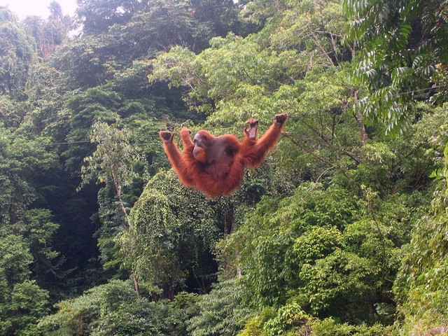 Mengenal 3 Spesies Orangutan di Indonesia (1)