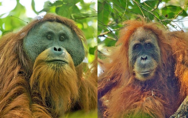 Mengenal 3 Spesies Orangutan di Indonesia (3)