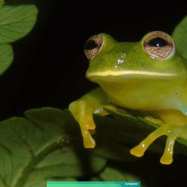 Spesies Baru Katak Kaca Tembus Pandang Ditemukan Di Kolombia