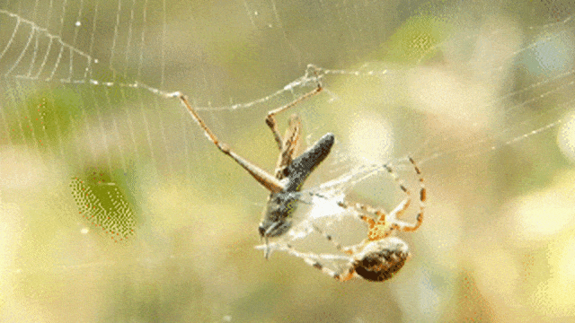 Laba-laba membungkus belalang Foto: Pixabay