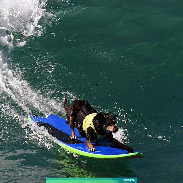 Seekor anjing berselancar di acara tahunan Surf City Surf Dog ke-9 di Huntington Beach, California. Foto: AFP/MARK RALSTON