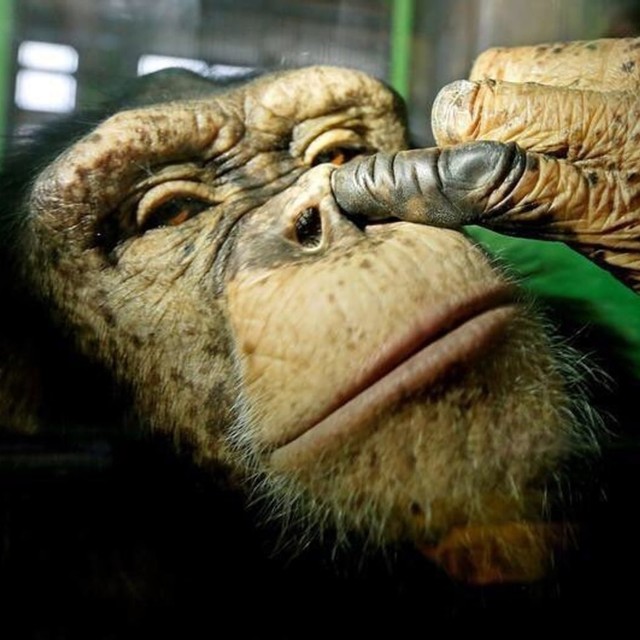 Simpanse mengupil. Foto: Reuters/Ilya Naymushin via Instagram