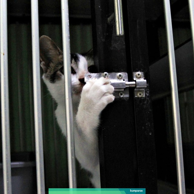 Seekor kucing berada di tempat penitipan kucing  di Kawasan Cempaka Putih, Jakarta Pusat. Foto: Irfan Adi Saputra/kumparan