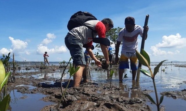 Relawan Konservasi Sulawesi Utara saat melakukan penanaman bibit Mangrove di pesisir pantai Bahowo, Sulawesi Utara