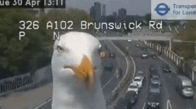 Seekor burung menghalangi pantauan CCTV lalu lintas di London Foto: Twitter: @TfLTrafficNews