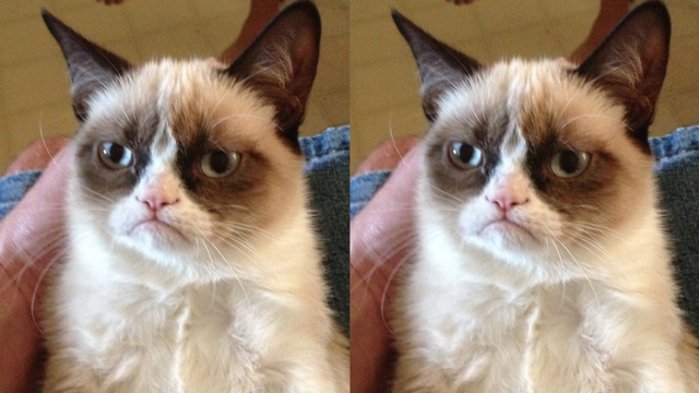Legenda meme, Grumpy Cat, mati akibat komplikasi. Foto: Twitter/@chattering_nuns