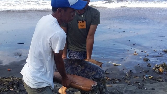 Penyu Mati Terdampar Makin Sering Ditemukan di Jembrana