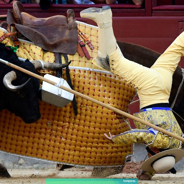 Picador jatuh dari kudanya saat adu banteng di arena Las Ventas saat Festival San Isidro 2019 di Madrid Rabu (15/5). Foto: GABRIEL BOUYS/AFP
