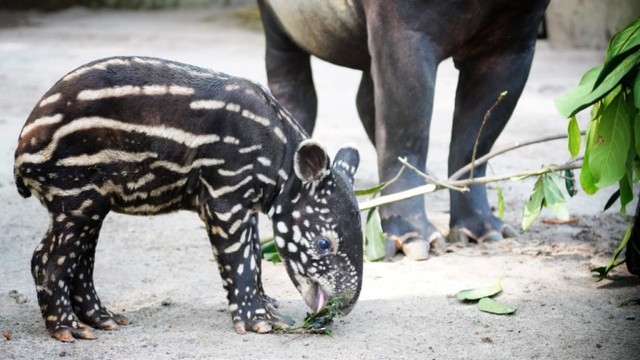 Foto: Perkenalkan Bona, Bayi Tapir Lucu di Bandung Zoo - kumparan.com