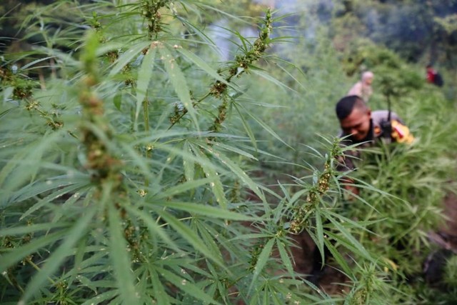 Sensasi Kopi Ganja dan Pengakuan Para Penikmatnya (10363)