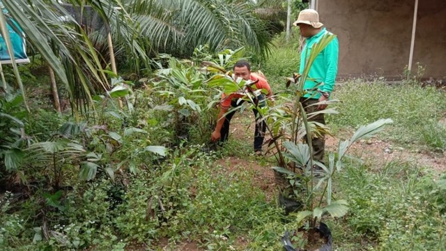 Aneka tanaman yang akan ditanam di MH2T komplek perkantoran Pemprov Kalsel. Foto: Dishut Kalsel