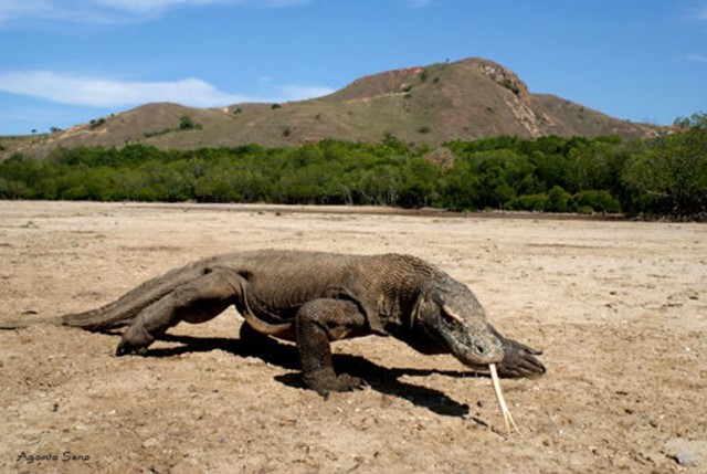 10100+ Gambar Ilustrasi Hewan Komodo HD Terbaik