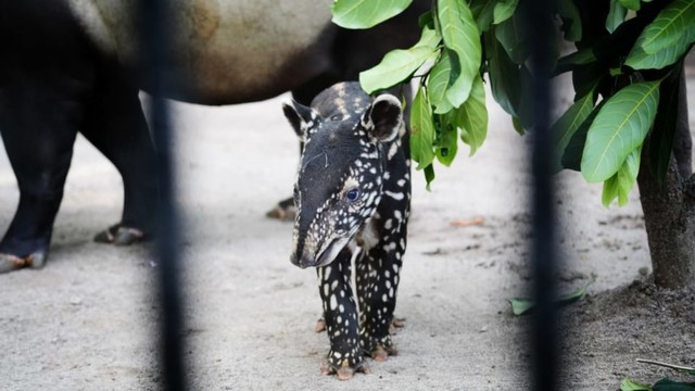 Anak tapir di Kebun Binatang Bandung. (Agus Bebeng/Bandungkiwari)