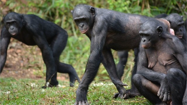 Bonobo, hewan primata mirip simpanse. Foto: pixabay/tsauquet