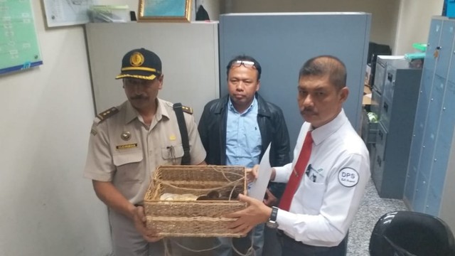 2405 Penyelundupan binatang satwa 3.jpeg