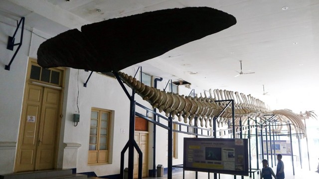 Museum Zoologi di Bogor