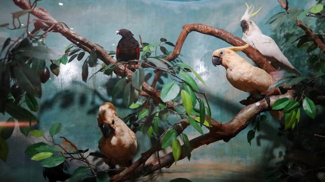 Museum Zoologi di Bogor
