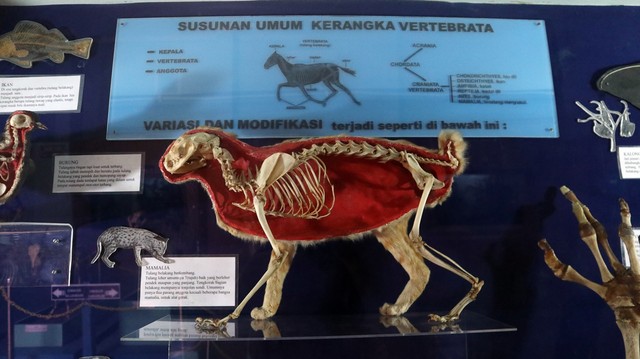 Kerangka beragam hewan beserta dengan keterangaannya dipajang di salah satu bagian Museum Zoologi Bogor. Foto: Helinsa Rasputri/kumparan