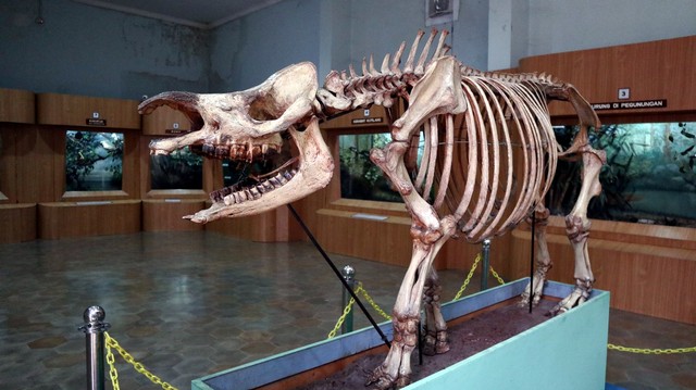 Kerangka badak bercula satu di Museum Zoologi Bogor Foto: Helinsa Rasputri/kumparan
