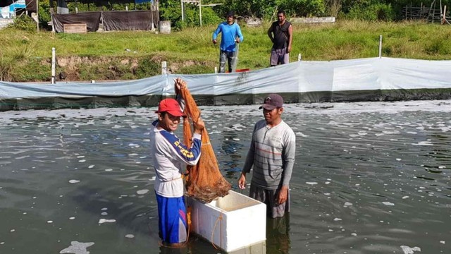 Proses panen udang jenis vaname di Kota Tidore Kepulauan. Foto: dok. Dinas Kelautan dan Perikanan Kota Tidore Kepulauan.