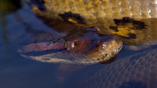 Ilustrasi ular anakonda. Foto: ddouk via Pixabay