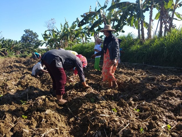 Petani di Pamekasan Mulai Tanam Tembakau