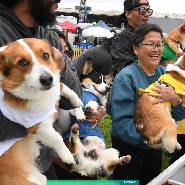 Riset: Pelihara Anjing Turunkan Risiko Serangan Jantung dan Stroke (35161)