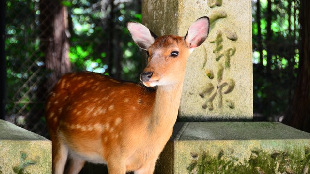 Ilustrasi rusa di Taman Nara, Jepang. Foto: Dariusz Jemielniak via wikimedia commons