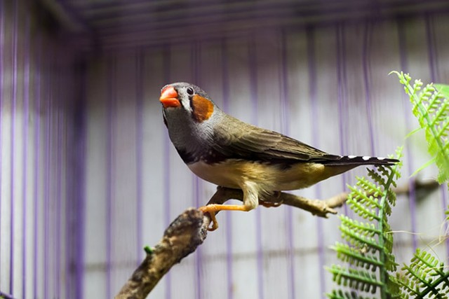 Berikut 9 Jenis Burung Finch atau Pipit yang Paling Digemari di Indonesia (1)
